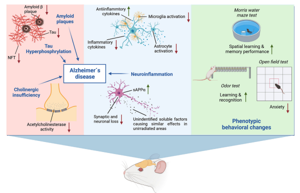 <a href="aktualnoscinajnowsze-informacje-o-prowadzonych-projektach/radioterapia-niskimi-dawkami-w-leczeniu-choroby-alzheimera-podsumowanie-aktualnych-dowodow-naukowych" target="_self">Radioterapia niskimi dawkami w leczeniu choroby Alzheimera – podsumowanie aktualnych dowodów naukowych</a>